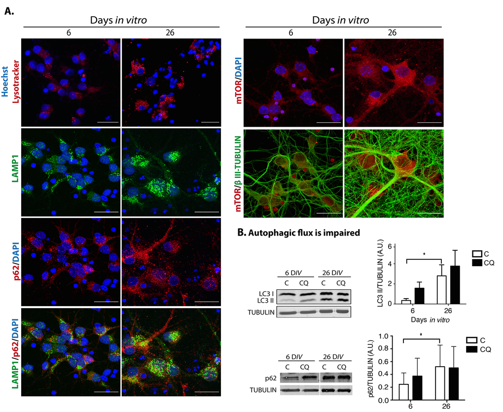 Dysfunctional autophagy contributes to neuronal senescence. (A) There was an accumulation of enlarged lysosomes and undigested p62/SQSTM1 in senescent neurons. Top row, lysosomes were detected with Lysotracker® and nuclei with Hoechst in primary culture of cortical cells incubated during the indicated DIV. Bottom rows, immunofluorescence to detect the indicated proteins in cortical cells cultured during 6 or 26 days. Nuclei were stained with DAPI. Notice that even though lysosomes and p62/SQSTM1 accumulated at 26 DIV, their intracellular distribution did not overlap. mTOR distribution did not change. Scale bars represent 25 μm. (B) The autophagic flux was impaired in senescent neurons. Western blot of total protein extracts from cortical cells cultured at 6 or 26 days, without (C) or with (CQ) 20 μM Chloroquine for 4 hr. Graphs represent the mean of densitometry analysis of four independent experiments. Bars represent SEM. Two-way RM ANOVA followed by Sidak´s multiple comparison test. *p