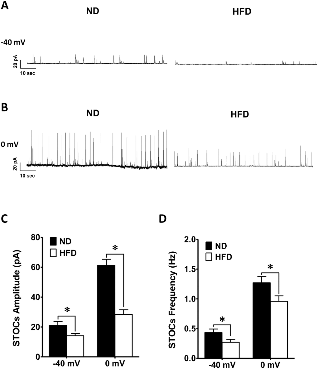 The amplitude and frequency of STOCs are lower in HFD DSM cells than in ND DSM cells. Representative STOC recordings in ND and HFD DSM cells at −40 mV. (A) and 0 mV (B). (C) The differences in the mean STOC amplitudes of ND and HFD DSM cells at −40 mV and 0 mV. (D) Comparison of the average STOC frequency in ND and HFD DSM cells at −40 mV and 0 mV. Data are expressed as the mean ± SEM; n = 14, N = 7 in the ND group, n = 14, N = 6 in the HFD group; * P NS: not significant.