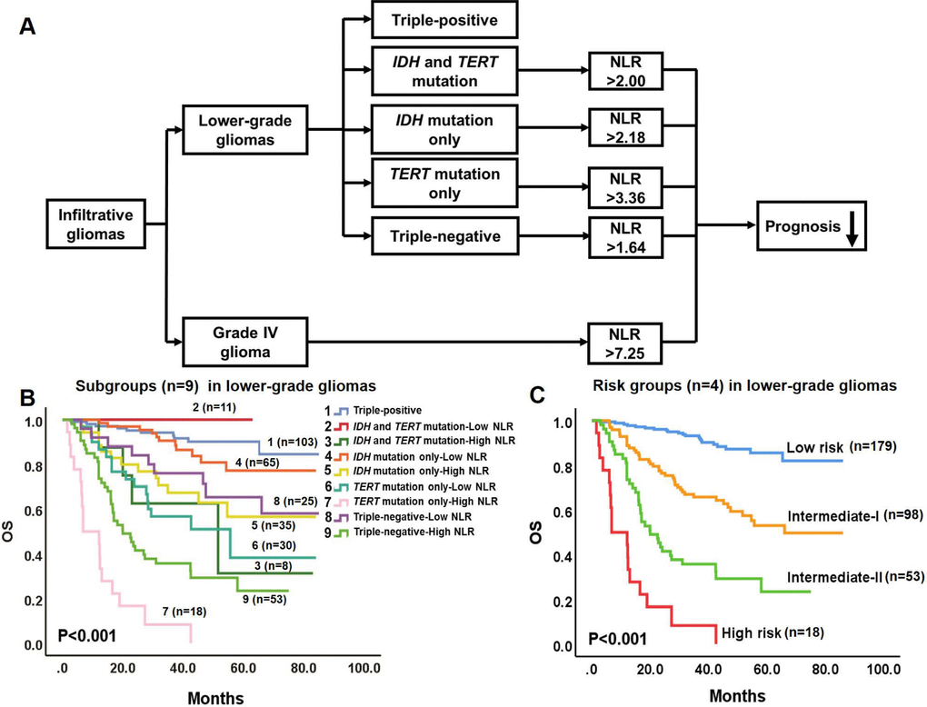 Prognostic model combining molecular pathology and hematological markers for gliomas. (A) In the model, infiltrative gliomas include lower-grade gliomas and Grade IV glioma. Lower-grade gliomas are divided into 5 molecular groups with different OS. NLR is proposed to further stratify the OS of 4 of these groups (triple-positive tumors are excepted). In Grade IV glioma, high NLR independently predicts worse OS. (B) Kaplan-Meier OS curves of the 9 subgroups of lower-grade gliomas. The OS of the 9 subgroups are significantly different (P C) Kaplan-Meier OS curves of the 4 risk groups in lower-grade gliomas: Subgroups 1, 2, and 4 were integrated into a Low risk group; Subgroups 3, 5, 6, and 8 were integrated into an Intermediate-I risk group; Subgroup 9 comprises the Intermediate-II risk group; and Subgroup 7 constitutes the High risk group. The OS of the 4 risk groups differs significantly (P 