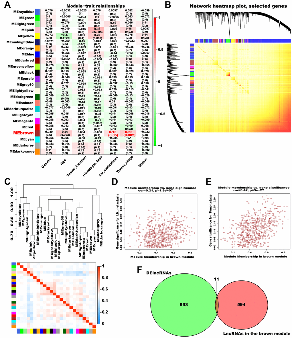 Identification of significant modules associated with clinical traits. (A) Relationships between module eigengenes and clinical traits of AGC. Each row in the figure corresponds to a module eigengene, and each column corresponds to a clinical trait. The correlation coefficient in each grid represents the correlation between the gene module and the clinical traits; red indicates positive correlation and green represents negative correlation. (B) TOM depicting the correlation of pairs of genes within each module. The heat map depicts the TOM from 1000 randomly selected genes from a weighted co-expression network. In the heat map, each row and column correspond to a gene; light colors indicate low topological overlap, and progressively darker yellow and red represent higher topological overlap. (C) Dendrogram heatmap of the association between modules and clinical traits. The dendrogram above shows the modules generated in the cluster analysis. Branches of the dendrogram combine positively correlated eigengenes. The heat map below shows the adjacencies in the eigengene network. Each row and column in the heat map corresponds to a module eigengene. Red indicates a positive correlation with high adjacency and blue indicates a negative correlation with low adjacency. The red square along the diagonal is the meta-module. (D) Scatter plot of MM versus GS for LN metastasis (cor = 0.21, P = 1.9e-07) in the brown module. (E) Scatter plot of MM versus GS for pathological TNM stage (cor = 0.42, P = 3e-27) in the brown module. (F) Venn plot of DElncRNAs and the lncRNAs in the brown module. Green represents the DElncRNAs and red represents the lncRNAs in the brown module.