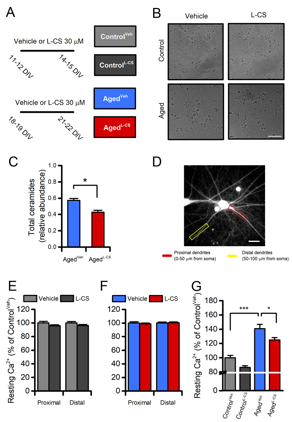 Effects of aging and L-CS on resting calcium (Ca2+) levels in cortical neurons.(A) The pictogram illustrates the experimental paradigm employed in the study. (B) Representative brightfield micrographs of control and aged neuronal cultures treated either with L-CS or vehicle (scale bar 100 µm). Please, note that aged cultures are devoid of signs of neuronal death. (C) Bar graphs depict the relative abundance of ceramides in vehicle- and L-CS-treated aged neurons (n=3 for both conditions). (D) Representative fluorescent micrograph of a fura-2-loaded cultured cortical neuron (the image reports dye emission when excited at 380 nm, scale bar 25 µm). (E) Bar graphs depict dendritic Ca2+levels of vehicle- or L-CS-treated control neurons (vehicle: n=102 proximal and n=85 distal dendrites from 43 neurons; L-CS: n=115 proximal and n=84 distal dendrites from 38 neurons; p>0.05). (F) Bar graphs depict dendritic Ca2+levels of vehicle- or L-CS-treated aged neurons (vehicle: n=182 proximal and n=156 distal dendrites from 40 neurons; L-CS: n=177 proximal and n=155 distal dendrites from 44 neurons; p>0.05). (G) Bar graphs depict somatic Ca2+levels of vehicle- or L-CS-treated control and aged neurons (ControlVeh: n=1357 cells and ControlL-CSn=1015; AgedVehn=539 cells and AgedL-CSn=497 cells obtained from 10-23 independent experiments). In C and E-F means were compared by unpaired Student t-test. In G means were compared by two-way ANOVA followed by Tukey post-hoc test. * indicates p