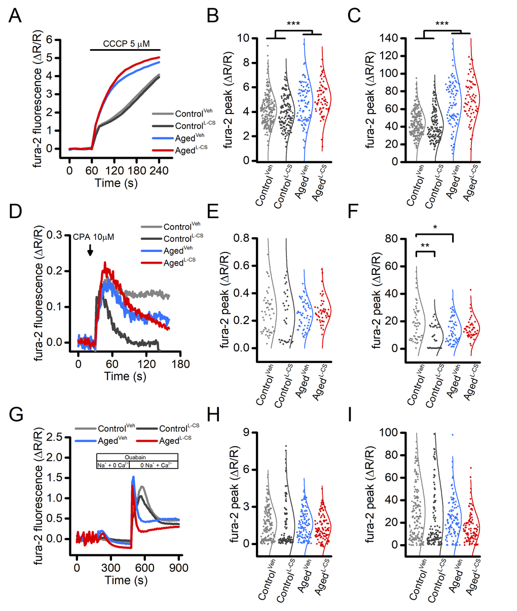 Effects of aging and L-CS on intracellular Ca2+stores and NCX activity in cortical neurons.(A) Time course of CCCP-stimulated Ca2+release from mitochondria. Traces represent the average response to a 3 min exposure to 5 µM CCCP (ControlVeh: n=226 cells and ControlL-CSn=140; AgedVehn=91 cells and AgedL-CSn=67 cells obtained from 7-19 independent experiments). (B) Dot plots depict Ca2+peak obtained in the four study groups. (C) Dot plots depict Ca2+changes expressed as AUC (a.u.). (D) Time course of CPA-stimulated Ca2+release from the ER. Traces represent the average response to a 2 min exposure to 10 µM CPA (ControlVeh: n=50 cells and ControlL-CSn=33; AgedVehn=54 cells and AgedL-CSn=48 cells obtained from 3-4 independent experiments). (E) Dot plots depict Ca2+peak obtained in the four study groups. (F) Dot plots depict Ca2+changes expressed as AUC (a.u.). (G) Time course of NCX activity imaged by stimulating exchanger reverse operational mode (ControlVeh: n=163 cells and ControlL-CSn=122; AgedVehn=106 cells and AgedL-CSn=98 cells obtained from 2 independent experiments). (H) Dot plots depict Ca2+peak obtained in the four study groups. (I) Dot plots depict Ca2+changes expressed as AUC (a.u.). Means were compared by two-way ANOVA followed by Tukey post-hoc test. * indicates p