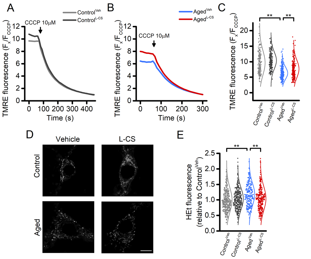 Effects of aging and L-CS on mitochondrial functioning, morphology, and ROS generation in cortical neurons.(A-B) Time course of CCCP-driven dissipation of the mitochondrial Δp. Traces represent the average response to 10 µM CCCP exposure. (ControlVeh: n=189 cells and ControlL-CSn=228; AgedVehn=255 cells and AgedL-CSn=240 cells obtained from 4-5 independent experiments). Please, note that aged cortical cultures require a shorter CCCP exposure time (4 min) to reach resting fluorescence levels (B). (C) Dot plots depict quantification of data shown in A and B. Note that the maneuver, along with the normalization procedure (expressed as Fx/FCCCP), represents an estimation of the resting mitochondrial Δp. (D) Representative super-resolution confocal images of Mitotracker Green-loaded control and aged neuronal cultures treated either with L-CS or vehicle (for quantification see Supplementary Table 1, n=4-6 neurons per condition; scale bar 10 µm). Please, note that no major morphological changes were observed among study groups. (E) Dot plots depict normalized resting HEt fluorescence obtained from the four study groups (ControlVeh: n=361 cells and ControlL-CSn=332; AgedVehn=233 cells and AgedL-CSn=301 cells obtained from 5-9 independent experiments). Means were compared by two-way ANOVA followed by Tukey post-hoc test. ** indicates p