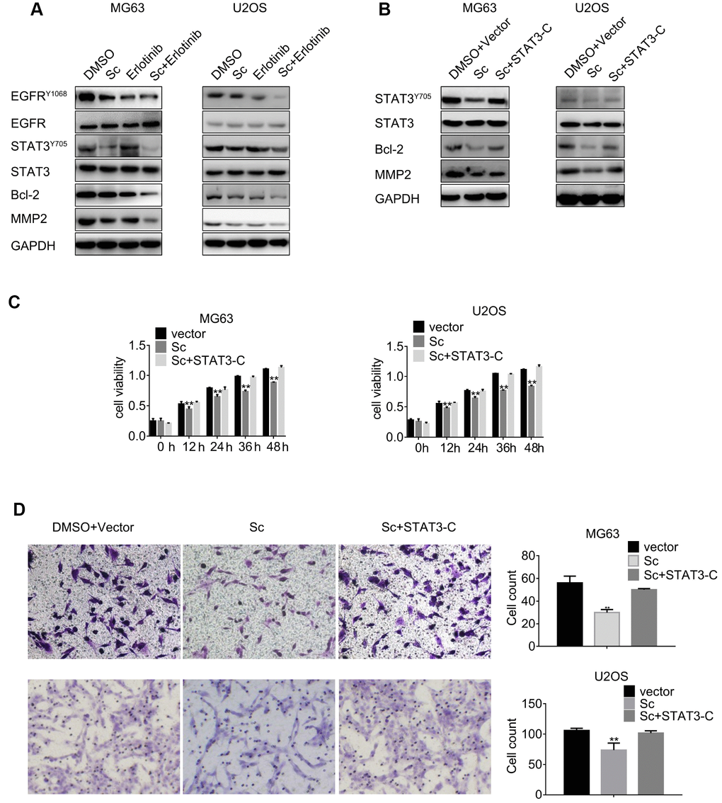 Combined treatment with sodium cantharidate and erlotinib decreases phosphorylation of STAT3 and EGFR. (A) MG63 and U2OS cells were treated with DMSO, SC, erlotinib, or a combination of SC and erlotinib for 24 h, and phospho-STAT3 and phospho-EGFR expression was evaluated by western blot. (B) Western blot analysis of phospho-STAT3, Bcl-2, and MMP2 expression in MG63 and U2OS cells treated with DMSO plus empty vector, SC alone, or a combination of SC and constitutively active STAT3 (STAT3-C) for 24 h. Sc, sodium cantharidate; Er, erlotinib. (C) MTT assay results from STAT3-C-transfected MG63 and U2OS cells. (D) Transwell migration assay results from MG63 and U2OS cells expressing STAT3-C.