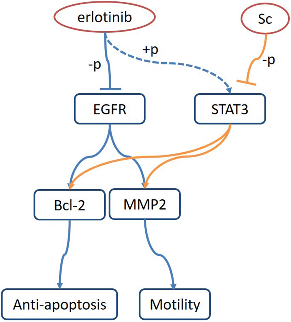 Proposed model of osteosarcoma growth suppression upon dual treatment with sodium cantharidate and erlotinib. Combined treatment with sodium cantharidate (Sc) and erlotinib impedes erlotinib-induced activation of STAT3 and signaling through the STAT3/Bcl-2/MMP2 axis, leading to enhanced growth suppression in osteosarcoma.