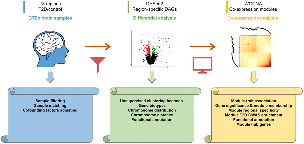 Workflow diagram of the study design. First, transcriptomic profiles of 13 human brain regions were derived from GTEx dataset. Second, differential analysis was performed to investigate regional specific changes. Distributions and functional annotations of DAGs were analyzed subsequently. Finally, Co-expression analysis was performed in caudate and hippocampus to study core modules and hub genes. The volcano plot and heatmap were generated using random sampling data of caudate transcriptome.