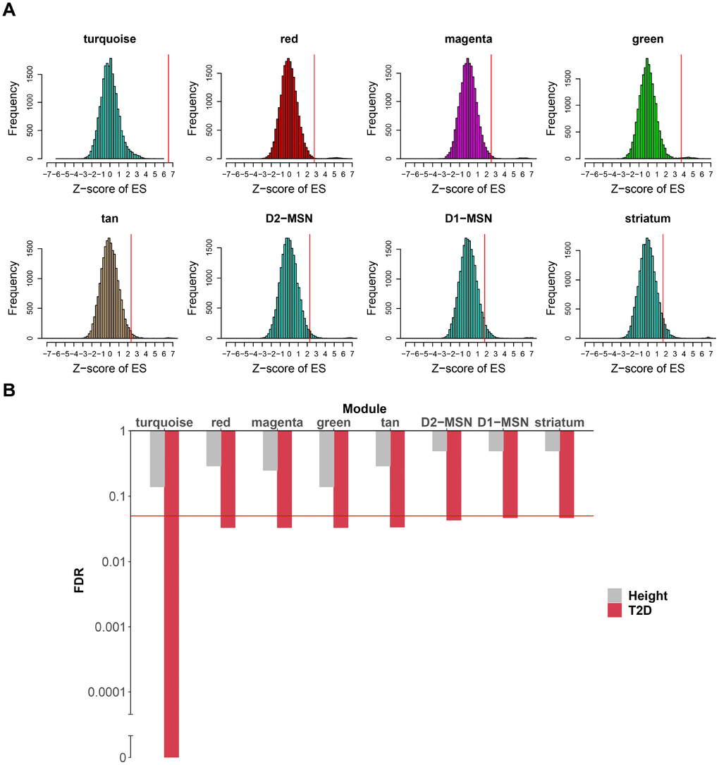 Caudate modules enriched in T2D genetic signals. (A) For each module (or sub-module), the null distribution of T2D SNPs enrichment scores generated by 20,000 random permutations is shown. Real enrichment scores were depicted by red vertical lines. Modules were considered significant if FDR B) For each module in (A), enrichment FDR for T2D SNPs are shown by histogram compared to height SNPs. Y-axis was log10 transformed and broken axis was used to show zero value. The red horizontal line marks the FDR threshold for significance, which is 0.05. FDR, false discovery rate.