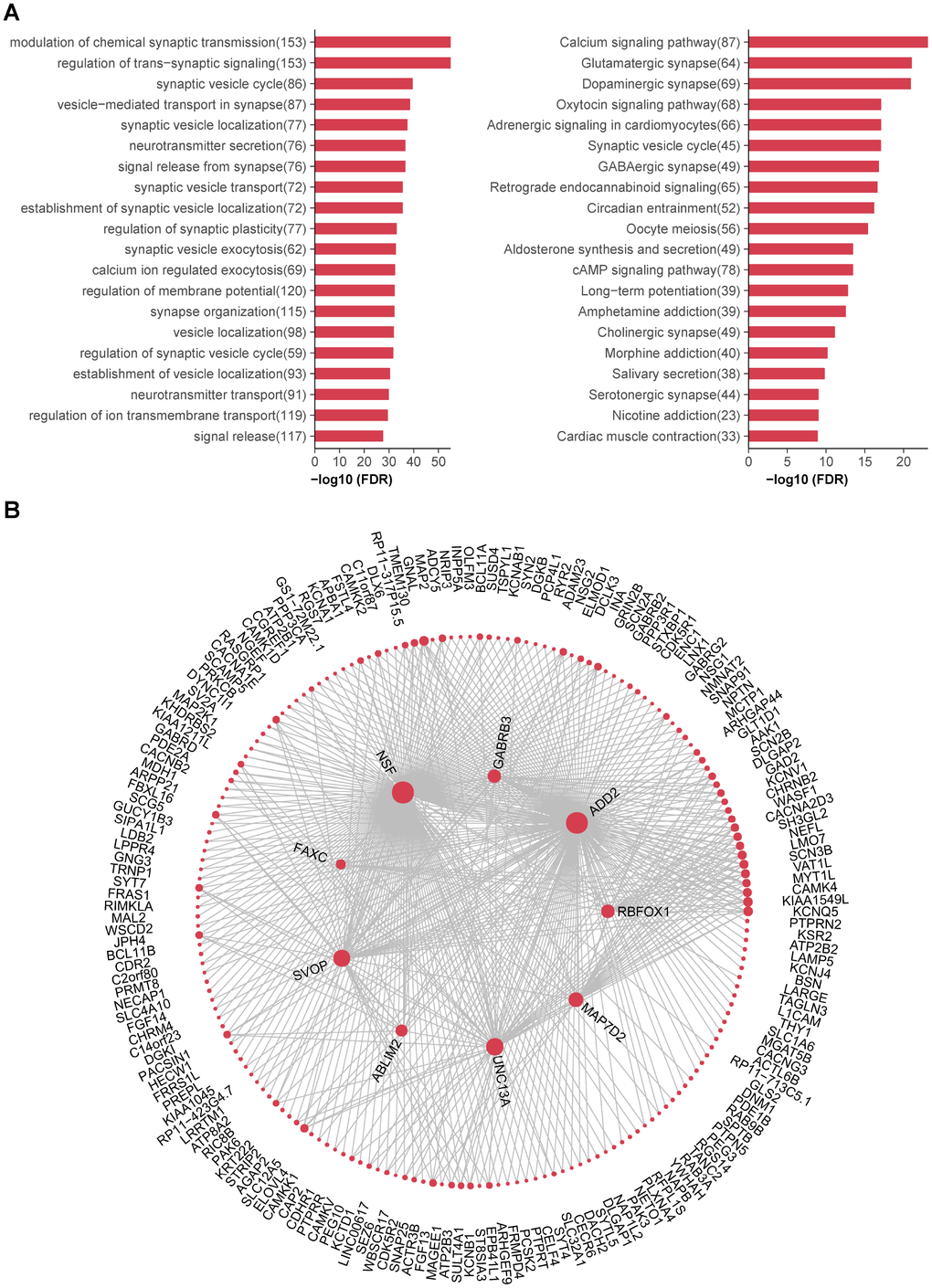 Functional annotations and hub genes of caudate modules. (A) (Left) Top 20 GO biological processes significantly enriched in turquoise module. (Right) Top 20 KEGG pathways significantly enriched in turquoise module. Numbers in the parenthesis indicate the numbers of genes associated with the respective terms. (B) Network plots showing top 500 connections in turquoise module; genes with most connections (hub genes) are shown in center. The size of each dot is proportional to log2 (number of connections for each gene).