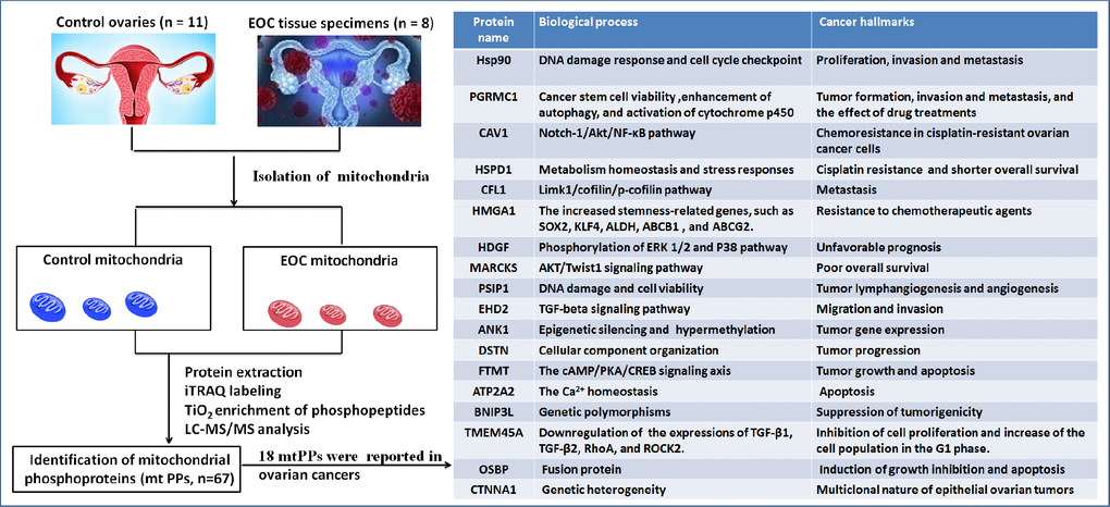 Experimental flow-chart to identify mtPPs, including 18 previously identified mtPPs.