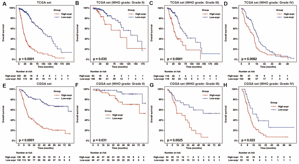HOTAIRM1 expression is correlated with glioma patient prognosis. (A–H) Prognostic value of HOTAIRM1 in all cases (A, E) and according to glioma grade (B–D, F–H).