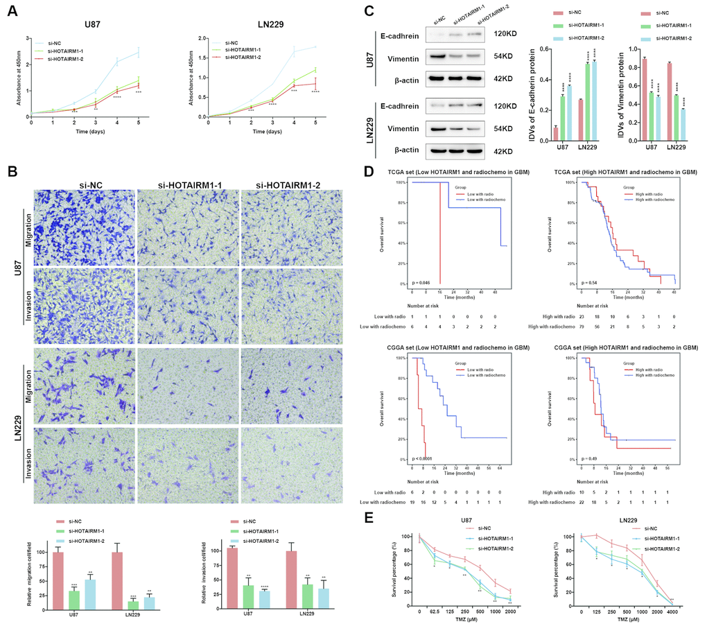 HOTAIRM1 silencing inhibits glioma cell proliferation, migration, invasion, and EMT and increases sensitivity to TMZ in vitro. (A) Cell proliferation after transfection of cells with si-HOTAIRM1-1 and -2, as determined with the CCK-8 assay. (B) Migration and invasion in U87 and LN229 cells evaluated with transwell assays. (C) Western blot analysis of E-cadherin (epithelial marker) and vimentin (mesenchymal marker) expression following HOTAIRM1 knockdown; β-actin served as a loading control. (D) Prognostic value of radiochemotherapy compared with radiotherapy alone in high- and low-exp groups. (E) Viability of U87 and LN229 cells transfected with siRNA against HOTAIRM1 (si-HOTAIRM1) or negative control siRNA (si-NC) following TMZ treatment at indicated doses. Values represent mean ± SD (n = 3 biological replicates). *P 