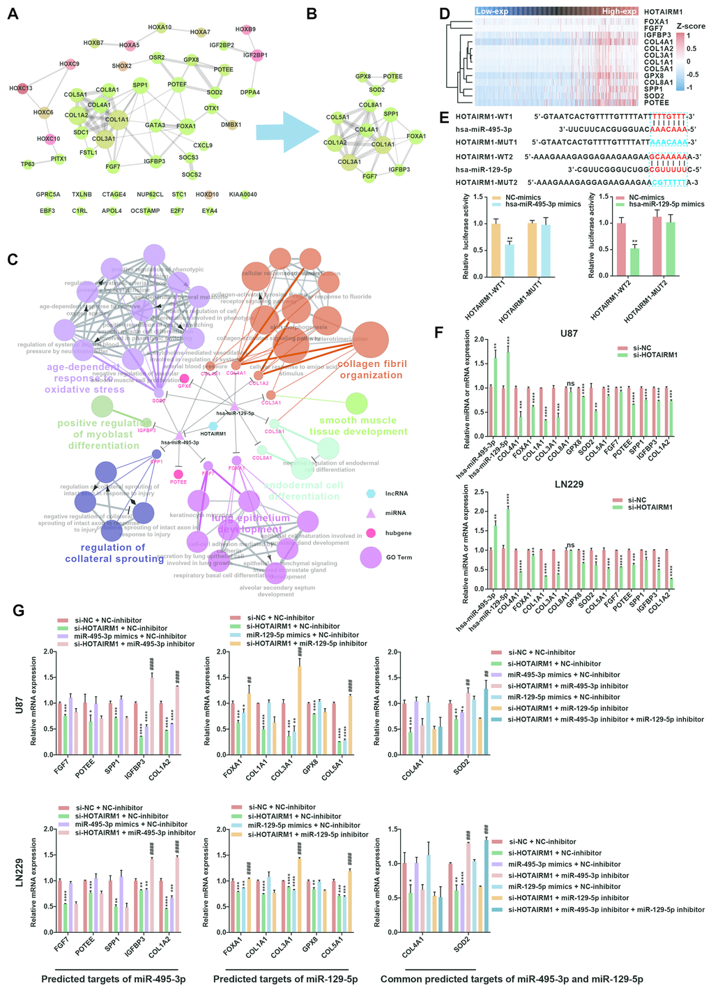 Construction of a HOTAIRM1–miRNA–hub gene network. (A) PPI network of 51 target genes that are closely related to HOTAIRM1 level generated using the PPI function in Cytoscape v.3.6.1. Node size increased according to the number of neighbors of each gene, and edge size changed from fine to coarse based on the combined score of two adjacent genes. (B) Subnetwork consisting of 13 hub genes extracted from (A) generated by MCODE in Cytoscape v.3.6.1. (C) Network consisting of HOTAIRM1, two miRNAs (hsa-miR-129-5p and hsa-miR-495-3p), and 13 hub genes generated with Cytoscape v.3.6.1. GO analyses of 13 hub genes was performed using ClueGO. (D) Expression profile of 13 hub genes in order of increasing HOTAIRM1 expression level in TCGA dataset. (E) Schematic representation of putative binding sites of miR-495-3p and miR-129-5p in HOTAIRM1. Relative luciferase activity was determined for HEK-293T cells co-transfected with wild-type HOTAIRM1 overexpression plasmid (HOTAIRM1-WT1) and miR-459-3p mimic or with HOTAIRM1-WT2 and miR-129-5p mimic. **P F) qRT-PCR analysis of expression levels of miR-129-5p, miR-495-3p, and 13 hub genes after HOTAIRM1 knockdown. ns, no significant difference; *P G) qRT-PCR analysis of the levels of indicated hub genes in U87 and LN229 cells after HOTAIRM1 knockdown and transfection of indicated miRNA inhibitor or mimic. *P ##P ###P ####P 