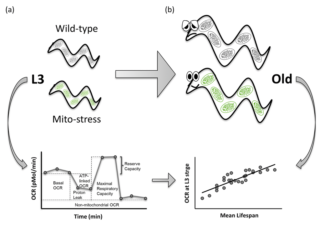 Basal OCR and ATP-linked OCR measured during development positively correlate with lifespan extension in C. elegans mitochondrial mutants. Larval development is a critical stage for pro-longevity reprogramming upon mitochondrial stress in C. elegans. Basal and ATP-linked Oxygen Consumption Rate, assessed at third larval stage (a) very strongly correlate with lifespan extension in long-lived RNAi-derived Mit mutants (b), representing a potential predictor of lifespan extension in response to mitochondrial stress.