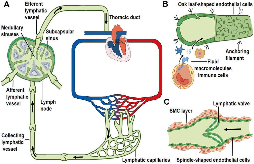 Lymph transport along lymphatic vessels. (A) Unidirectional lymph flow route: lymphatic capillaries collect peripheral tissue fluid and converge into larger collecting vessels, then lymph drains into the lymph node from the afferent lymphatic vessels and flows out from the efferent lymphatic vessel. Afterwards lymph fluid flows through the thoracic duct and the right lymphatic trunk, eventually enters into venous circulation. Arrows indicate the direction of lymph flow. (B) Interstitial fluid, macromolecules and immune cells which extravasate from blood vessels are collected by lymphatic capillaries. Initial lymphatics are composed of a layer of oak leaf-shaped endothelial cells and lack of muscle layers. (C) Lymphatic collectors contain intraluminal valve and SMC layers that enable the unidirectional lymph flow.