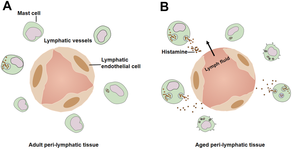 Mast cells in peri-lymphatic tissues. (A) Lower level pre-activation of mast cells in adult peri-lymphatic tissues under resting conditions. (B) In aged peri-lymphatic tissues, increased number of mast cells are activated and secret massive amounts of histamine, leading to hyperpermeability of lymphatic vessels.