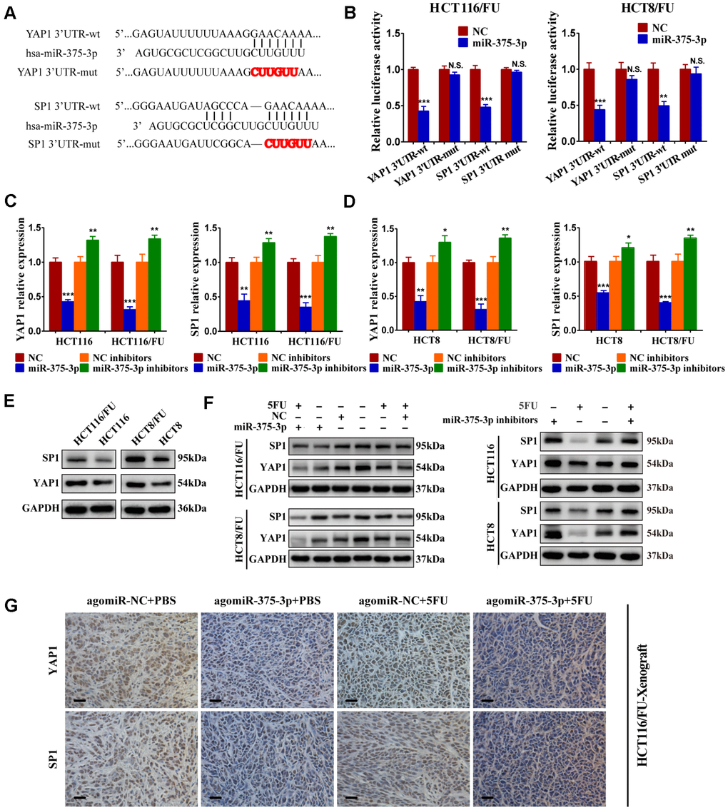 miR-375-3p directly targets YAP1 and SP1. (A) Predicted binding regions between wild-type (wt) or mutant (mut) 3′-UTRs of YAP1/SP1 and miR-375-3p. The sequences formatted in bold red represent the mutant miR-375-3p binding sites in YAP1 or SP1 3′ UTR. (B) Luciferase reporter assay showed the decreased luciferase activity in miR-375-3p-overexpressed cells (HCT116/FU and HCT8/FU) for 3′ UTR wild-type constructs. The luciferase activity was normalized to Renilla luciferase. (C, D) The mRNA expression levels of YAP1/SP1 in parental cells (HCT116, HCT8) and 5FU-resistant cells (HCT116/FU, HCT8/FU) were analyzed following transfections of miR-375-3p mimics or inhibitors into the four cell lines. (E) YAP1 and SP1 protein expression levels were detected by western blot in CRC parental cell lines (HCT116 and HCT8) and 5FU-resistant cell lines (HCT116/FU and HCT8/FU). (F) Western blot was performed to analyze the protein expression levels of YAP1 and SP1 not only in 5FU-resistance cell lines (HCT116/FU and HCT8/FU) overexpressed miR-375-3p, but also in CRC parental cell lines (HCT116 and HCT8) inhibited miR-375-3p. Simultaneously with 5FU treatment or not. (G) Representative images of tumor lumps in HCT116/FU-xenograft that were stained with YAP1 and SP1 by IHC. *P P P 