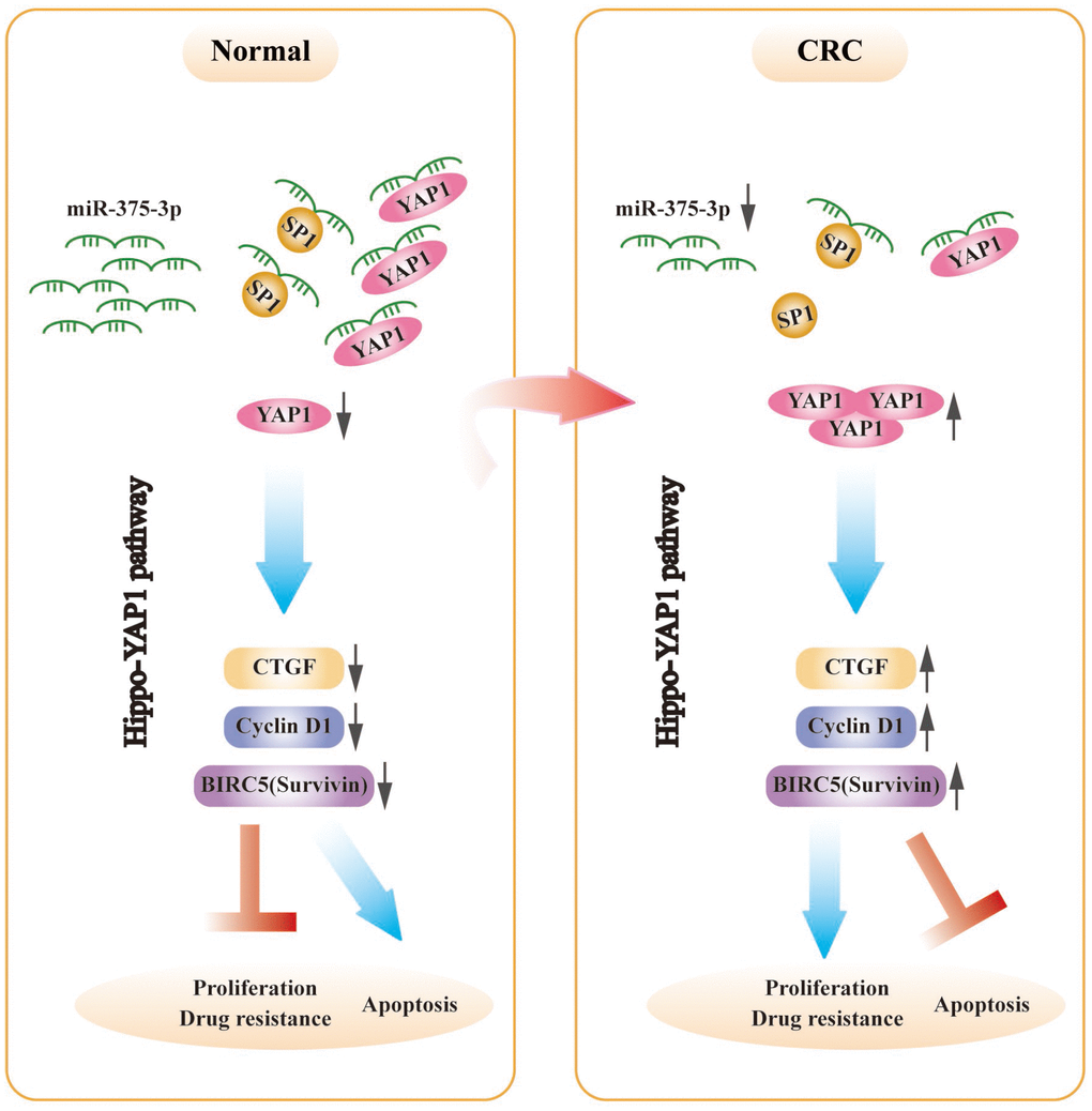 The schematic model of miR-375-3p as a role in regulating functions in CRC cells. In CRC, miR-375-3p is frequently downregulated and directly targets YAP1 and SP1 in CRC. Low expression of miR-375-3p leads to the release of YAP1 and SP1, resulting in chemoresistance and tumorigenesis. The mechanism of YAP1 mediated by miR-375-3p promoting drug resistance and proliferation is that release of YAP1 leads to YAP1 increase in CRC cells, thereby activates the downstream genes of Hippo-YAP1 pathway, causing CTGF, Cyclin D1 and BIRC5 (Survivin) upregulate, which ultimately promotes CRC proliferation and drug resistance and inhibits apoptosis.