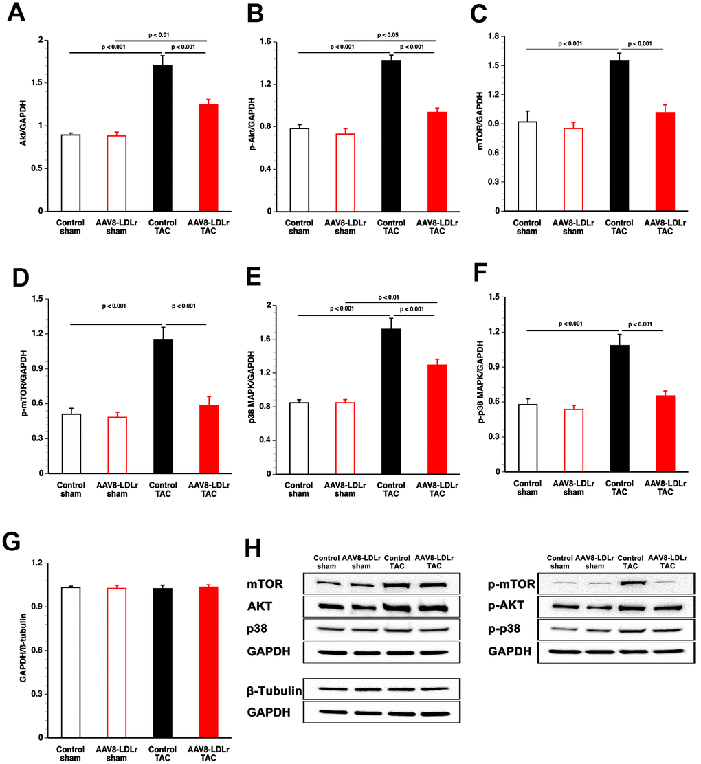 Quantification of pro-hypertrophic myocardial proteins by western blot. Bar graphs illustrating Akt (A), p-Akt (B), mTOR (C), p-mTOR (D), p38 MAPK (E), and p-p38 MAPK (F) protein levels quantified by western blot in the myocardium of control sham (n=8), AAV8-LDLr sham (n=8), control TAC (n=8), and AAV8-LDLr TAC (n=8) mice 8 weeks after operation. All protein levels were normalized to the glyceraldehyde-3-phosphate dehydrogenase (GAPDH) protein level. The GAPDH/ß-tubulin ratio is shown in panel g. Data are expressed as means ± SEM (n=8). Representative images of western blots are shown in panel h.