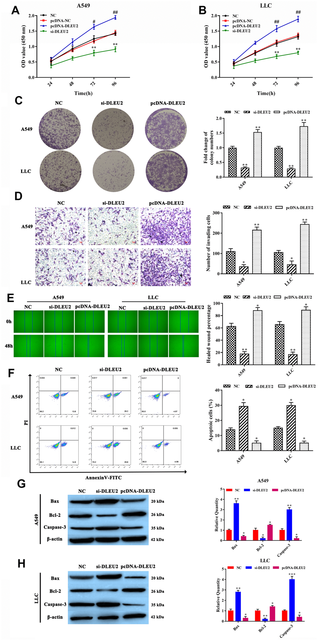 lncRNA DLEU2 knockdown inhibited cell proliferation, invasion, migration, and induced apoptosis. (A–B) Cell viability in transferred with si-DLEU2 and pcDNA-DLEU2 were determined by CCK-8 assay; #p##pC) colony formation of A549 and LLC cells was determined; (D) The number of invasion cell was detected by Transwell assay; (E) The migration abilities of tumor cells were assessed by wound healing assay; (F) The percentage of apoptosis cell was measured by flow cytometry; (G–H) The expression of apoptosis-related proteins Bax and Caspase-3 were inhibited in si-DLEU2 group by western blotting, while promoted Bcl-2 expression in pcDNA-DLEU2 group compared with NC group. *p**p