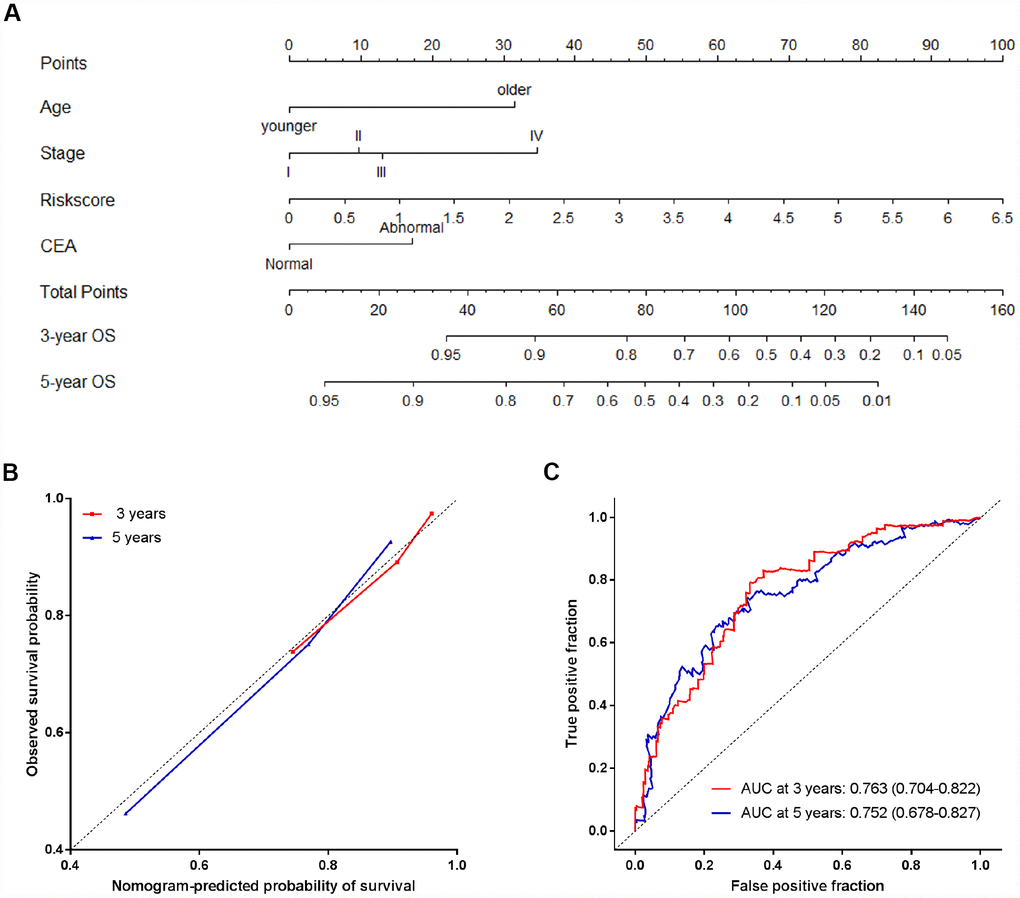 The nomogram to predict probability of OS for CRC patients in all 791 patients. (A) The nomogram for predicting proportion of patients with OS. (B) The calibration plots of the nomogram for the probability of OS at 3 and 5 years. (C) Time-dependent ROC based on the nomogram for survival probability. Nomogram-predicted probability of survival is plotted on the x-axis, and observed survival probability is plotted on the y-axis.