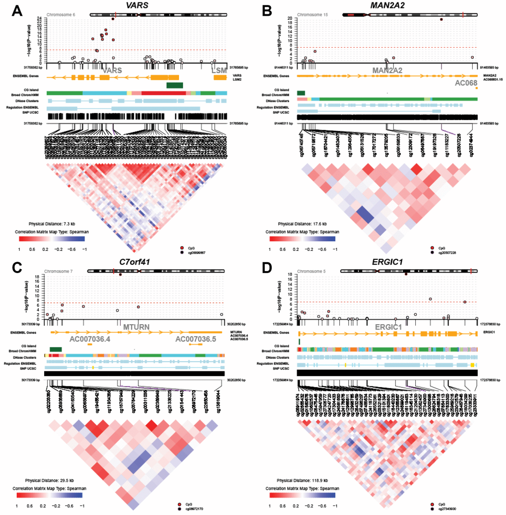 Regional Manhattan plots and inter-CpG correlations for the top four genes identified in the global meta-analysis. (A) VARS; (B) MAN2A2; (C) C7orf41 (MTURN); (D) ERGIC1.