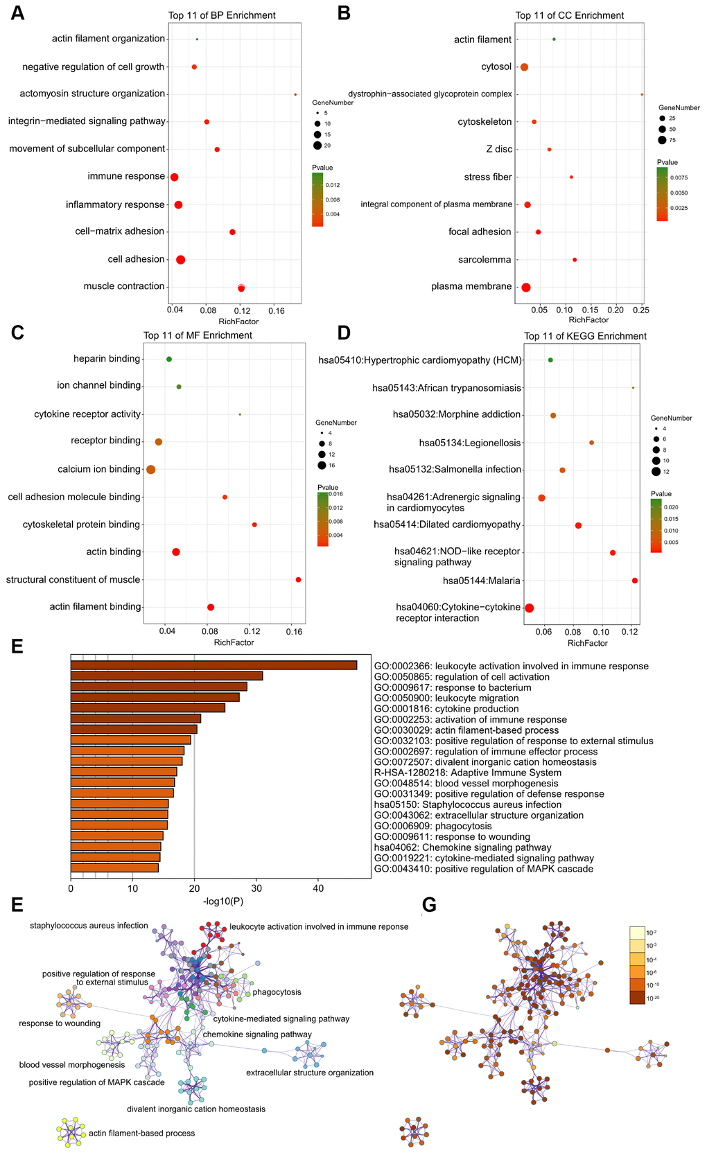 (A–C) Detailed information relating to changes in the biological processes (BP), cellular components (CC), and molecular functions (MF) of DEGs in atherosclerosis and control tissues through the GO enrichment analyses. (D) The KEGG pathway analysis of DEGs. KEGG, Kyoto Encyclopedia of Genes and Genomes; GO, Gene Ontology; DEGs, differentially expressed genes. (E) Heatmap of enriched terms across input differently expressed gene lists, colored by p-values, via the Metascape. (F) Network of enriched terms colored by cluster identity, where nodes that share the same cluster identity are typically close to each other. (G) Network of enriched terms colored by p-value, where terms containing more genes tend to have a more significant p-value.