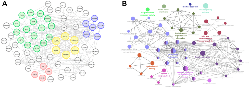 Significant modular analysis and function enrichment analysis based on PPI network. (A) PPI network was constructed using a total of 77 commonly up-regulated DEGs. MCODE, plug-in of Cytoscape, was used to detect most significant co-regulated modular. The most significant modular including AGPAT9, AQP7, HMGCS2, KLF15, MLXIPL and PPARGC1A, was marked in yellow. (B) functional annotations indicated that 77 DEGs were mostly involved in carbohydrate digestion and absorption, fatty acid transmembrane transport activity, PPAP signaling pathway, response to methionine, insulin resistance, water channel activity, enamel mineralization, negative regulation of mitochondrial fission, etc.