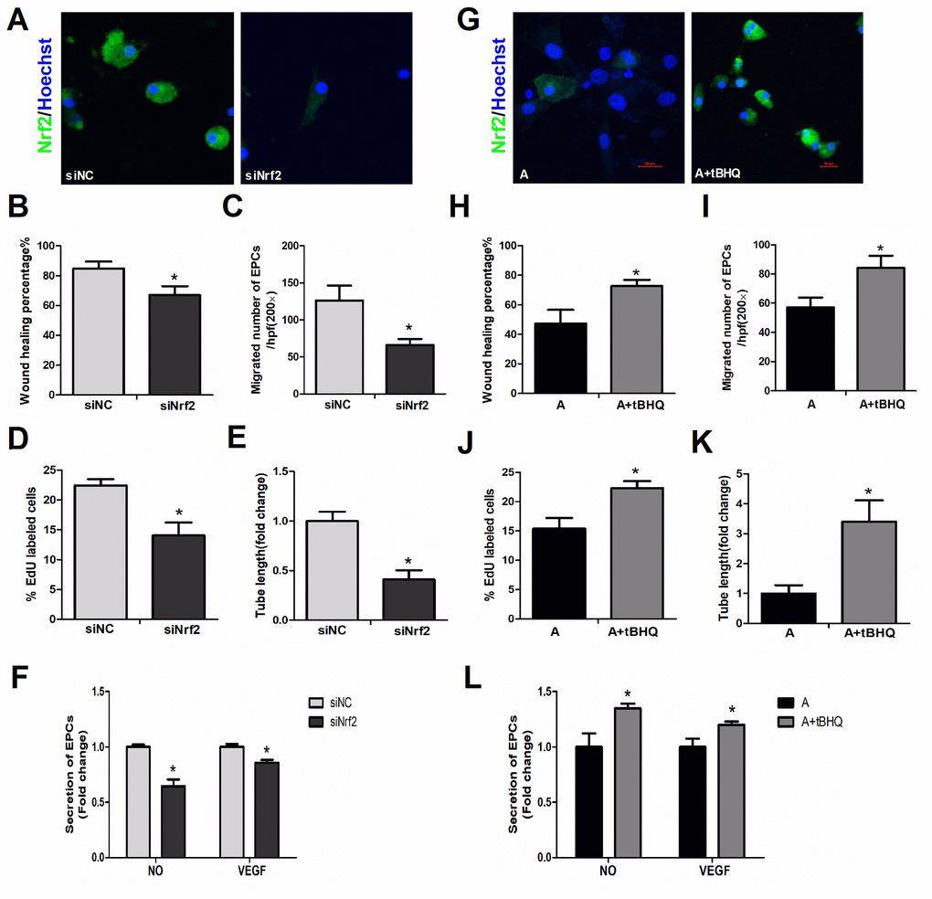 Effects of altered NRF2 expression on EPC survival and function. (A) Nrf2 expression with or without knockdown of Nrf2 in young cells. EPC function was evaluated by a scratch wound-healing assay (B), Transwell assay (C), EdU assay (D), tube formation assay (E) and secretion assay (F) in young cells treated with negative control siRNA (siNC) and Nrf2 siRNA (siNrf2). (G) NRF2 expression with and without NRF2 overexpression in aged cells, with parallel results from a scratch wound-healing assay (H), Transwell assay (I), EdU assay (J), tube formation assay (K) and secretion assay (L) conducted in aged cells that were untreated or treated with tBHQ. *P