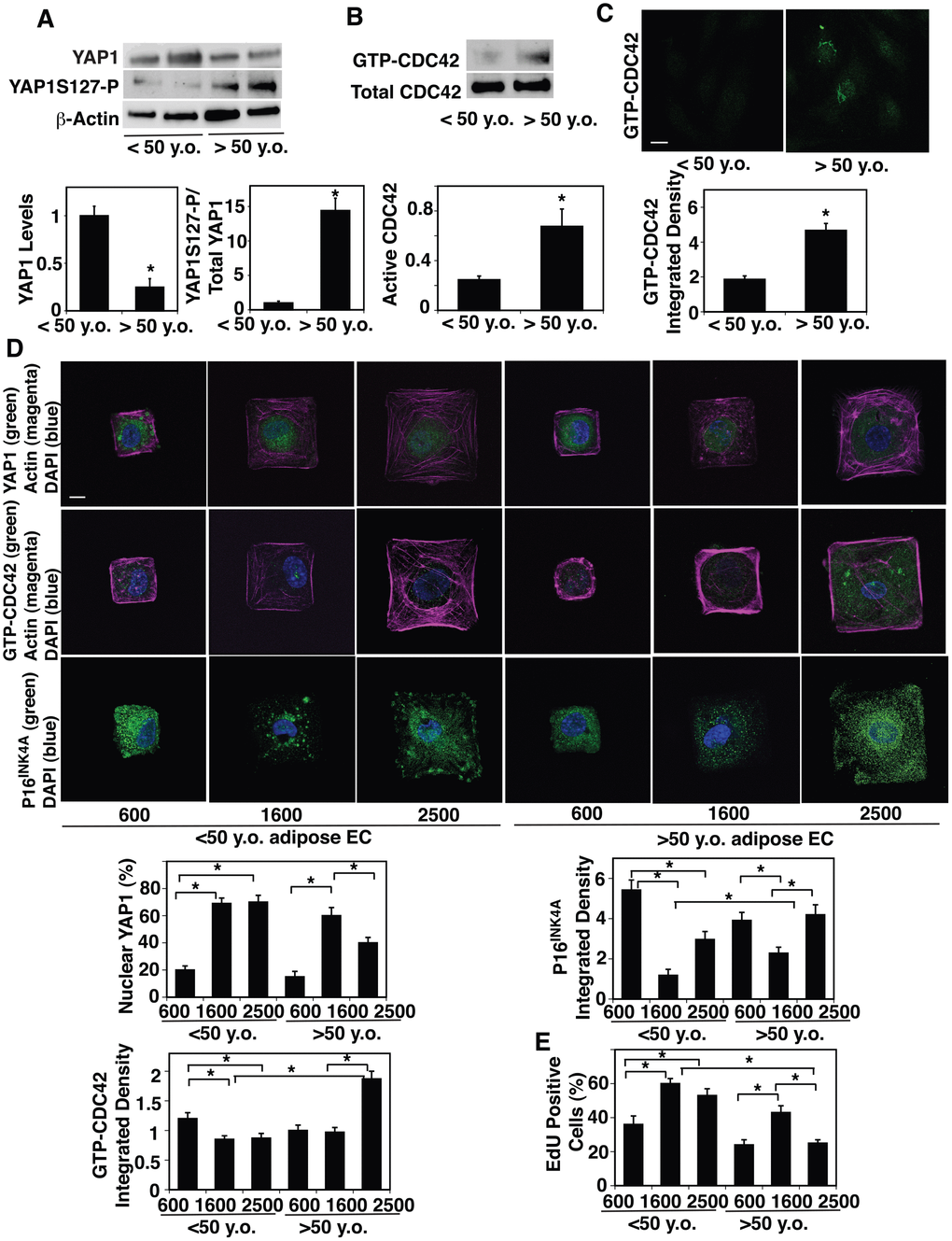 Age-dependent changes in YAP1 and CDC42 activity in human adipose ECs. (A) Representative immunoblots showing YAP1, YAP1S127 phosphorylation and β-actin protein levels in ECs isolated from 50 y.o. human adipose tissues (top). Graphs showing the quantification of immunoblots (bottom, n=6, mean ± s.e.m., *, pB) Representative immunoblots showing GTP-CDC42 and total CDC42 protein levels in ECs isolated from 50 y.o. human adipose tissues (top). Graph showing the quantification of immunoblots (bottom, n=6, mean ± s.e.m., *, pC) IF micrographs showing the levels of GTP-CDC42 in ECs isolated from 50 y.o. human adipose tissues (top). Graph showing quantification of the GTP-CDC42 levels in ECs isolated from 50 y.o. human adipose tissues (n=5, mean ± s.e.m., *, pD) IF micrographs showing YAP1 nuclear localization (green), actin (magenta), and DAPI (blue, top), GTP-CDC42 levels (green), actin (magenta) and DAPI (blue, middle), and P16INK4A (green) and DAPI (blue, bottom) in ECs isolated from 50 y.o. human adipose tissues cultured on FN-coated island of different sizes. Scale bar, 10 μm. Graphs showing quantification of nuclear YAP1 (left top), GTP-CDC42 integrated density (left bottom) , and P16INK4A integrated density (right top) (n=7, mean ± s.e.m., *, pE) Graph showing quantification of EdU-positive cells (n=7, mean ± s.e.m., *, p