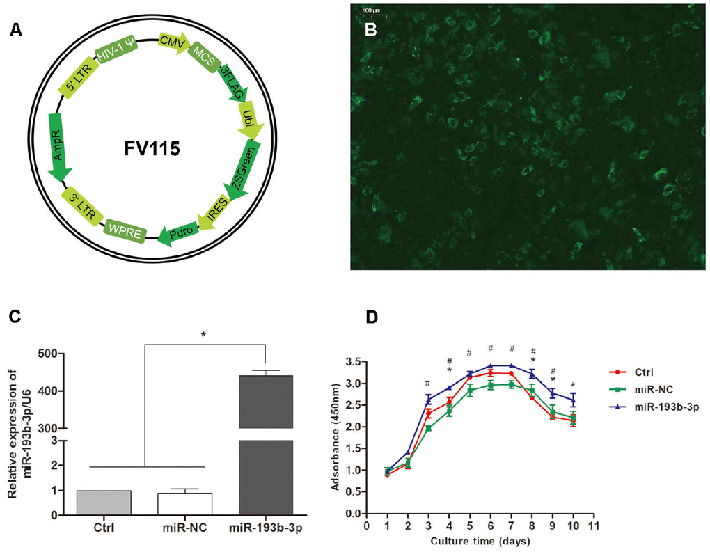 Transfection efficiency and chondrocyte proliferation. (A) Recombinational lentivirus construction. (B) Immunofluorescence staining showing the cells successfully transfected with lentiviruses (magnification x100; bar 100 μm). (C) The relative expression of miR-193b-3p/U6 in the experimental group was much higher (p D) Proliferation of the chondrocytes cultured in different groups (p # = difference between miR-193b-3p and miR-NC groups) (n=3).