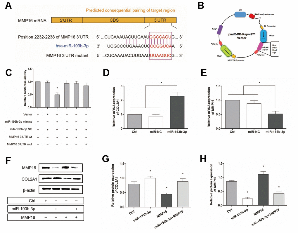 Mechanism: effect of miR-193b-3p’s target gene MMP16 on chondrocyte sheets. (A) Sequence of the predicted miR-193b-3p binding site with the 3’UTR of MMP16 (position 2232-2238). (B) Vectors used in dual-luciferase reporter assay containing the seed sequence of MMP16 3’UTR. (C) Reduced relative luciferase activity transfected with MMP16 and miR-193b-3p, compared with the negative control or MMP16 mutant (p D, E) Gene expression of COL2A1 and MMP16 (p F) Protein expression of COL2A1 and MMP16 for chondrocytes cultured in different groups. (G, H) Quantitative protein level of COL2A1 and MMP16 in different groups (p 