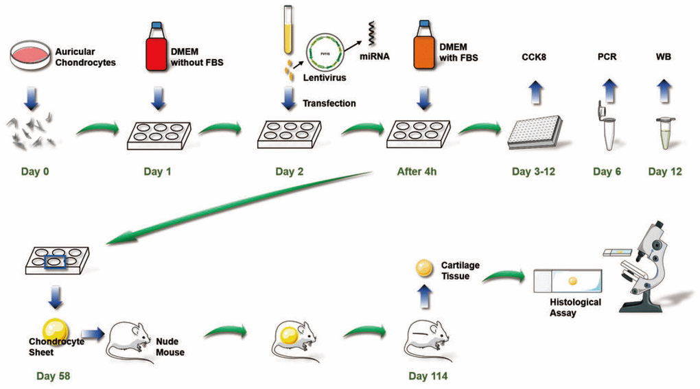 Overall chondrocyte sheet tissue engineering process to promote cartilage regeneration in vivo used in this study.