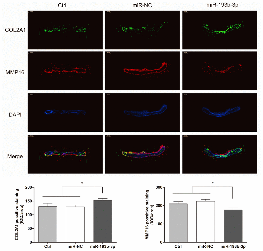 In vitro regenerative cartilage COL2A1 and MMP16 co-localization immunofluorescence staining in different groups (n=3). Fluorescence microscopy imaging (bar 1000 μm) of the nucleus (blue), COL2A1 (green) and MMP16 (red).