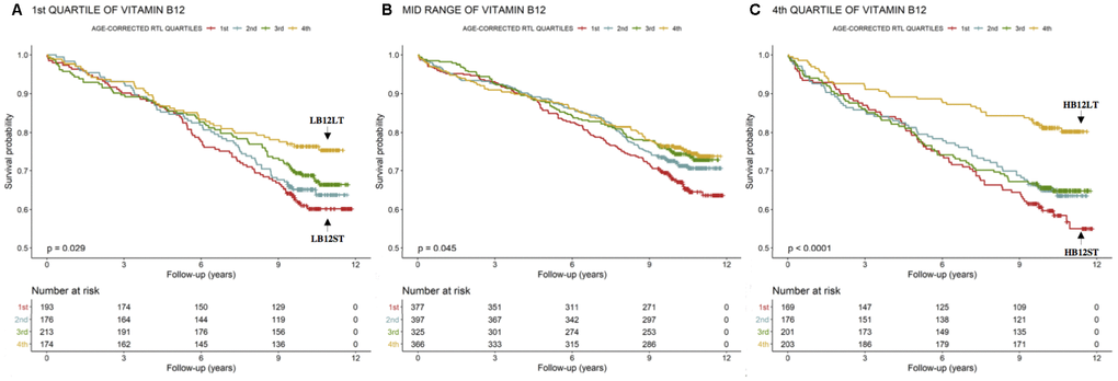 Kaplan-Meier plots. Cumulative survival according to age-corrected RTL within the 1st, mid-range and 4th quartiles of B12.