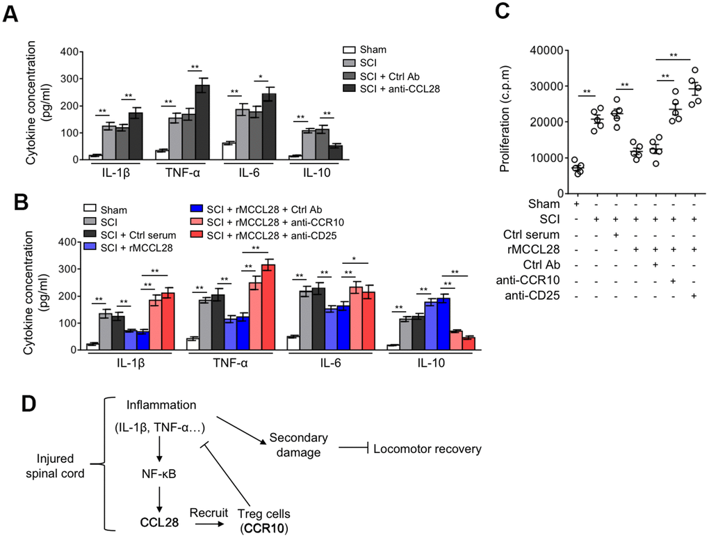 Treg cells mediate immune suppression in the spinal cord after SCI. (A) Mice were treated as in Figure 5A. ELISA analysis of cytokine concentration in the spinal cord at 7 days after sham or SCI surgery (n=5). (B, C) Mice were treated as in Figure 5B. (B) The cytokine concentration in the spinal cord at 7 days after sham or SCI surgery were determined as in (A) (n=5). (C) The proliferation rate of effector T cells was determined by [3H]-thymidine incorporation analysis (n=5). c.p.m., counts per minute of incorporated [3H]-thymidine. Data are mean ± SD. The statistical analysis was performed using Student’s t-test. **, PD) A brief schematic model of this study. After SCI, inflammatory cells infiltrate into the spinal cord and secrete cytokines, including IL-1β and TNF-α, which promptly induces the production of CCL28 via NF-κB activation. Responding to increased CCL28 in the focal sites, CCR10-expressing Treg cells are recruited and then exert their immune suppressive activities, restricting the inflammation to a controllable extent along with the time consumed. Owing to the activity of Treg cells recruited by CCL28, the local levels of IL-1β and TNF-α are decreased, thereby in turn relieving the stimulative effect on CCL28 upregulation, through this negative feed-back loop, CCL28 functions to suppress inflammation, reduce secondary damage and promotes locomotor recovery after SCI.