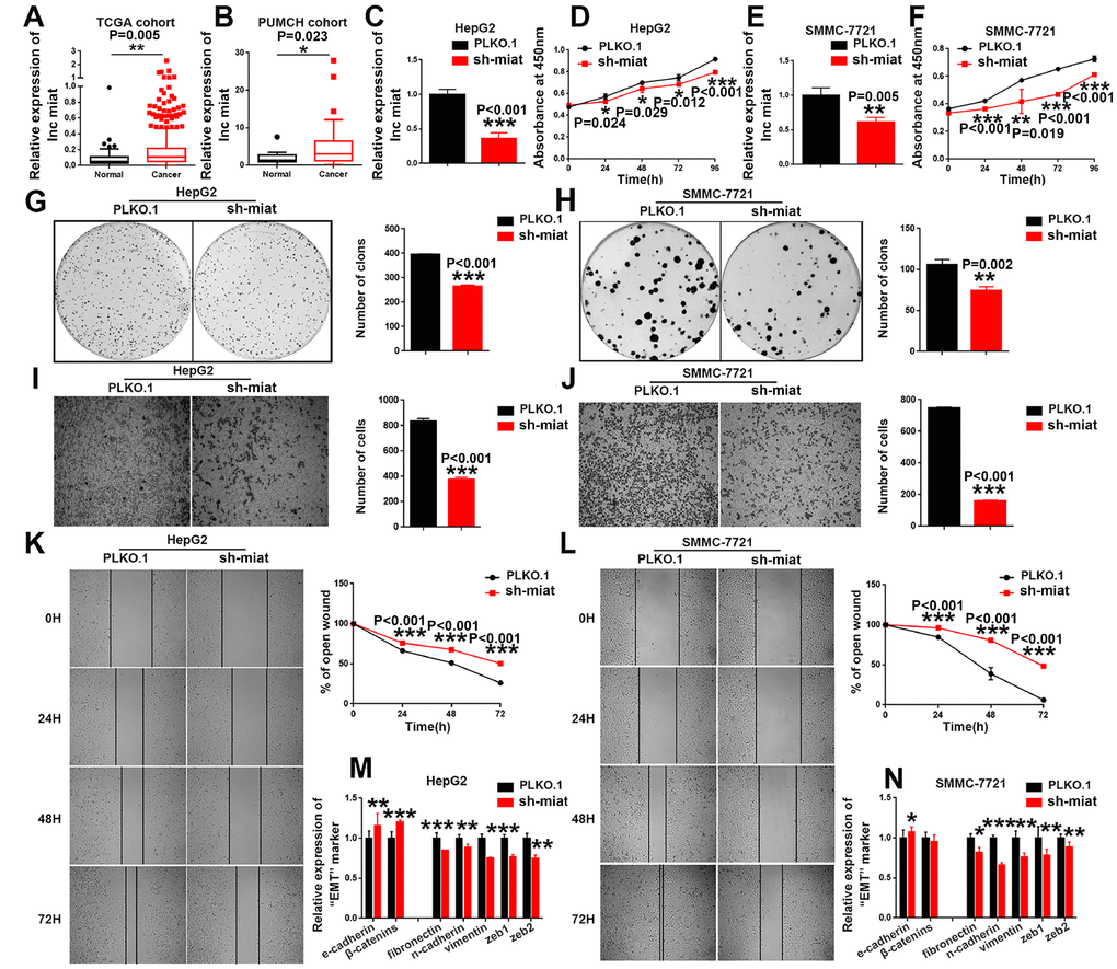 Knockdown of miat suppresses HCC cell hepato-carcinogenesis. (A) LncRNA miat expression analyses in HCC and nontumor tissues in TCGA datasets. *P B) LncRNA miat levels in 20 HCC and paired nontumor tissues. *P C, E) The mRNA levels of miat in miat-silenced HepG2 and SMMC-7721 cells. The bars represent the mean and SD of three independent experiments, *P D, F) Cell proliferation was measured using CCK-8 assays in HepG2 and SMMC-7721 cells with a stable knockdown of miat. The bars represent the mean and SD of three independent experiments, *P G, H) Cell colony formation assay was performed 14 days after stably knockdown miat in HepG2 and SMMC-7721 cells, and the colony number per field was calculated (right). The bars represent the mean and SD of three independent experiments, *P I, J) Transwell assay showing that knockdown of miat reduced the migration of HepG2 and SMMC-7721 cells. Representative images of the migratory cells were captured 28 h after the cells were inoculated; *P K, L) The wound-healing assay demonstrated that miat silencing reduced the migration of HepG2 and SMMC-7721 cells. Representative images were captured at 0 h, 24 h, 48 h and 72 h after scratching. The wound closure distance was measured with the software from the Leica Application Suite. The bars represent the mean and SD of three independent experiments, *P M, N) Real-time PCR analysis of the mRNA levels of key EMT markers was performed in HepG2 and SMMC-7721 cells with a stable knockdown of miat. The bars represent the mean and SD of three independent experiments, *P 