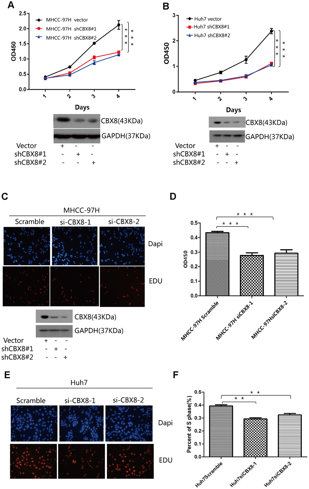 Knockdown of CBX8 dramatically decreases the cell proliferation in vitro. (A and B) Cell proliferation was evaluated by the CCK-8 assay. (C–F) Effect of CBX8 on cell proliferation as measured by EdU assays *P 