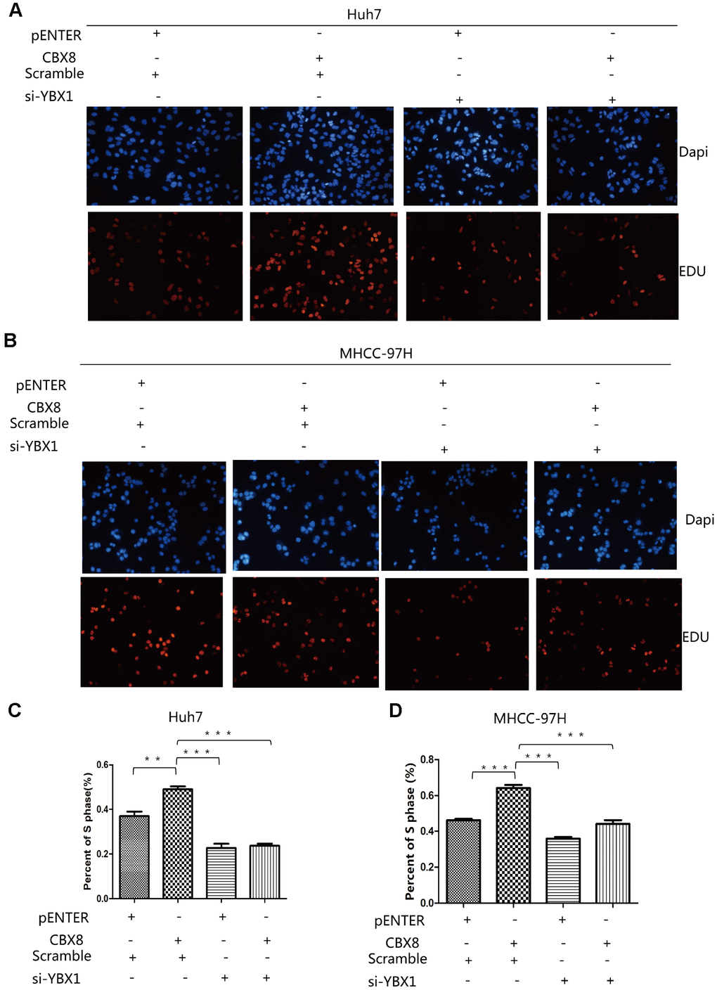 CBX8 promotes HCC cell proliferation through YBX1. (A–D) Cell proliferation, as detected by EdU assays **P