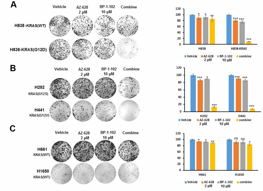 The combination of AZ628 and BP-1-102 enhanced the inhibition of KRAS mutant lung cancer cells growth. (A) Clonogenic assay was performed for KRAS(WT) H838 and KRAS(G12D) H838 cells treated with single or combination drugs. The statistical analysis was also demonstrated. * pB) Clonogenic assay was performed for KRAS(G12S) H292 and KRAS(G12V) H441 cells treated with single or combination drugs. The statistical analysis was also tested. * pC) Clonogenic assay was performed for KRAS(WT) H661and H1650 cells treated with single or combination drugs. The statistical analysis was also addressed. * p