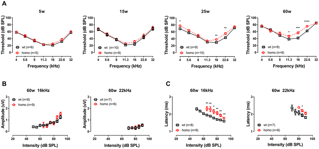 Auditory Brainstem Response (ABR) threshold and Wave I analysis in KI mice. (A) Auditory Brainstem Responses (ABR) of p.V37I knock-in mice (Homozygous, red dotted line, Mean ± SEM) and age-matched wild-type mice (wt, black line, Mean ± SEM). Significant ABR threshold elevation was not observed until 25 weeks old, which started from 16 kHz (**P=0.005, F(1.8)=14.629 at 25 weeks and *** P=0.000137, F(1,8)=46.286 at 60 weeks, two-way ANOVA followed by Bonferroni post-test) and 22 kHz (**P=0.002, F(1,8)=19.412844 at 25 weeks and **** P=0.000044, F(1,8)=64.000 at 60 weeks, two-way ANOVA followed by Bonferroni post-test) gradually expanded to 11 kHz (*P=0.028, F(1,8)=7.143 at 60 weeks, two-way ANOVA followed by Bonferroni post-test). A significant ABR threshold elevation in 4 kHz was observed at 25 weeks old (*P=0.010333, F(1,8)=11.111, two-way ANOVA followed by Bonferroni post-test) but disappeared at 60 weeks old. ABR Wave I amplitude (B) and latency (C) of 16kHz and 22.6kHz in 60 week-old homozygous (red dotted line, Mean ± SEM) and wild-type (black line, Mean ± SEM) mice plotted as a function of sound levels. Amplitude did not differ between genotypes (both P>0.05, two-way ANOVA followed by Bonferroni post-test), while latency showed significant prolongation in homozygous mice (*P