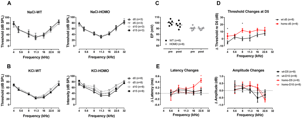 ABR analysis and EP measurement in KI mice with a one-time trans-tympanic middle ear injection of KCl solution. (A) ABR thresholds remaining unchanged throughout two weeks after the control injection of NaCl solution (all P>0.05 for both genotypes, two-way ANOVA followed by Bonferroni post-test). (B) More substantial ABR threshold shifts were observed in homozygous mice following a one-time, 150 mM KCl injection, and recovered at day 15 (P>0.05, two-way ANOVA followed by Bonferroni post-test). (C) EPs tested after direct round window membrane application of KCl solution for 10 minutes showing no significant change in both wild-type and homozygous mice (P>0.05, Student’s unpaired t-test with Welch’s correction). Baseline EPs were obtained by pooling data from young individuals less than 20 weeks old in Figure 3. (D) ABR threshold changes at day 5 after KCl injection (ΔThreshold=day 5 Threshold–day 0 Threshold) with a trend of larger threshold shift in homozygous mice (*P=0.047, F(1,7)=5.814 and *P=0.012, F(1,7)=11.332, for 4 kHz and 8 kHz, respectively, two-way ANOVA followed by Bonferroni post-test). (E) Summary of ABR Wave I latency changes (left panel, ΔLatency=averaged day 5 or day 10 Latency - averaged day 0 Latency) and Wave I amplitude changes (right panel, ΔAmplitude=day 5 or day 10 Amplitude at 90dB SPL - day 0 Amplitude at 90dB SPL). A frequency dependent increase in ΔLatency was observed in homozygous mice, especially in the frequency of 22.6 kHz at day 5 (*P=0.011, F(1,7)=11.727, two-way ANOVA followed by Bonferroni post-test). At day 10, latencies of wild-type mice almost recovered to the baseline level, while those of homozygous mice still had a residual latency prolongation at higher frequencies (P>0.05, two-way ANOVA followed by Bonferroni post-test). ΔAmplitude did not show any significant difference in all frequencies between two genotypes both at day 5 and day 10 (right panel, P>0.05, two-way ANOVA followed by Bonferroni post-test). Wave I responses for 32 kHz were missing therefore not included in this analysis.