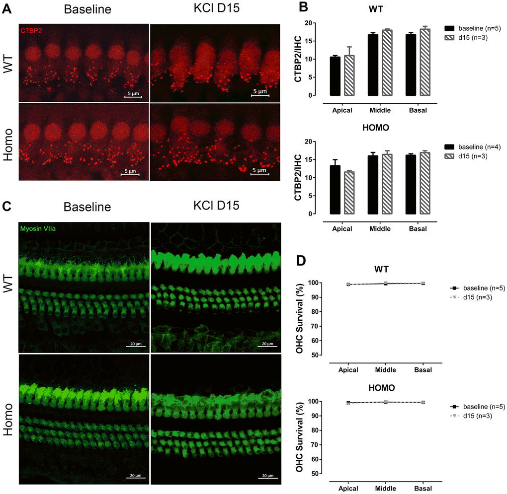 IHC synapse and OHC count in KI mice after middle ear injection of KCl solution. (A) Representative confocal images of IHC CTBP2 puncta before and after KCl middle ear injection. (Scale Bar, 5μm). (B) Histograms summarizing the average number of CTBP2 puncta at different turns (Mean + SEM). Middle ear injection of KCl solution did not affect CTBP2 expression (P>0.05, two-way ANOVA followed by Bonferroni post-test). (C) Representative confocal images of hair cells before and after KCl middle ear injection. (Scale Bar, 20μm). (D) Lack of significant hair cell loss observed in either genotype when compared to baseline data (d0) (P>0.05, two-way ANOVA followed by Bonferroni post-test). Baseline images and data were obtained from the same group of 20-week-old animals as in Figures 6 and 9.