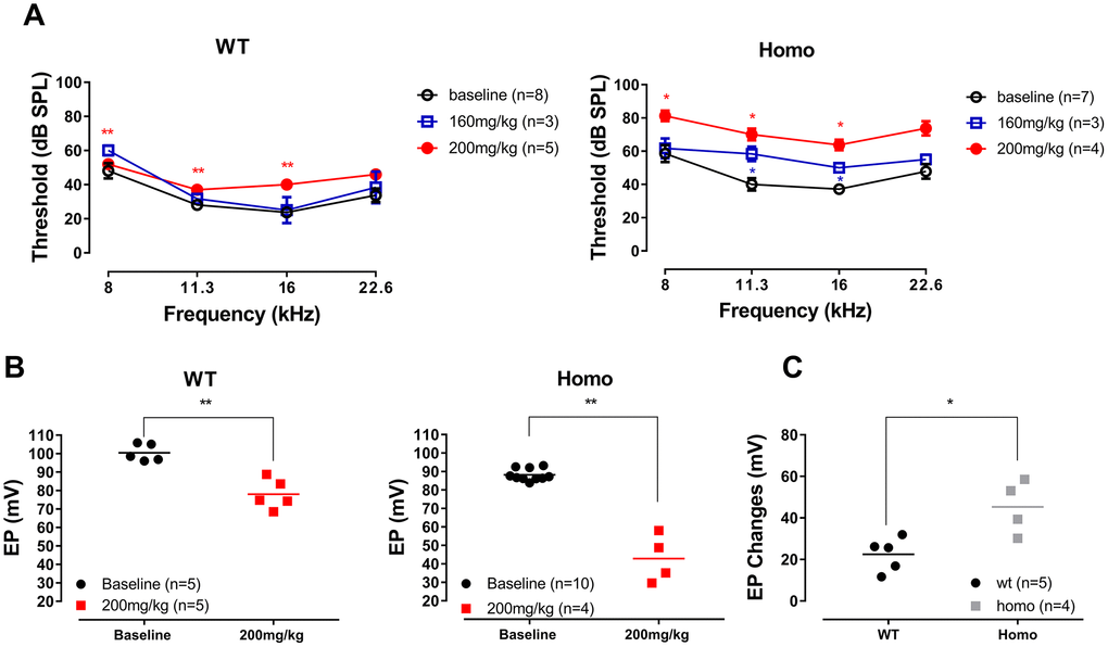 ABR and EP measurement before and after furosemide treatment. (A) ABR thresholds of four representative frequencies (8, 11.3, 16 and 22.6 kHz) monitored 20 to 30 minutes after furosemide injection. No threshold shift was observed in wild-type mice when 160 mg/kg furosemide was administered (all P>0.05, two-way ANOVA followed by Bonferroni post-test), and only a mild threshold elevation occurred when the dose was increased to 200 mg/kg (left panel, **all P(1,2)=25.00 at 11.3 kHz and P=0.020, F(1,2)=49.00 at 16 kHz, two-way ANOVA followed by Bonferroni post-test), and hearing loss developed when the dose increased to 200 mg/kg (right panel, *all PB) EP measurements in the same animals 2 hours after the 200mg/kg furosemide injection (**P=0.0014, t=5.376 and df=6.403 for wild-type and P=0.0053, t=6.932 and df=3.149 for homozygous mice, Student’s unpaired t-test with Welch’s correction). Baseline EPs were collected from the age-matched mice from Figure 3. (C) EP changes in both groups compared to the averaged baselines of non-treated controls younger than 20 weeks old. Homozygous mice had a significantly larger EP reduction than wild-type mice (*P= 0.0287, t=3.084, df=4.825, Student’s unpaired t-test with Welch’s correction).