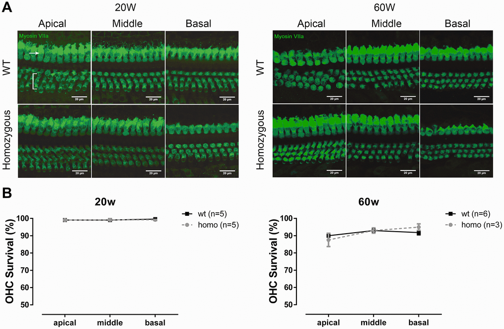 OHC count in KI mice. (A) Representative confocal images of OHCs and IHCs at the age of 20 weeks and 60 weeks. Bracket indicates three rows of OHCs, and arrowhead points to one row of IHCs (Scale Bar, 20 μm). (B) Line graphs illustrating the percentage of OHC survival in every cochlear turn of each group and at each time point. There were fewer losses of OHCs in both homozygous and wild-type mice at 20 weeks old (left panel, P>0.05, two-way ANOVA followed by Bonferroni post-test). Both groups had minor OHC loss at the age of 60 weeks, but no difference between the two groups was found (right panel, P>0.05, two-way ANOVA followed by Bonferroni post-test).