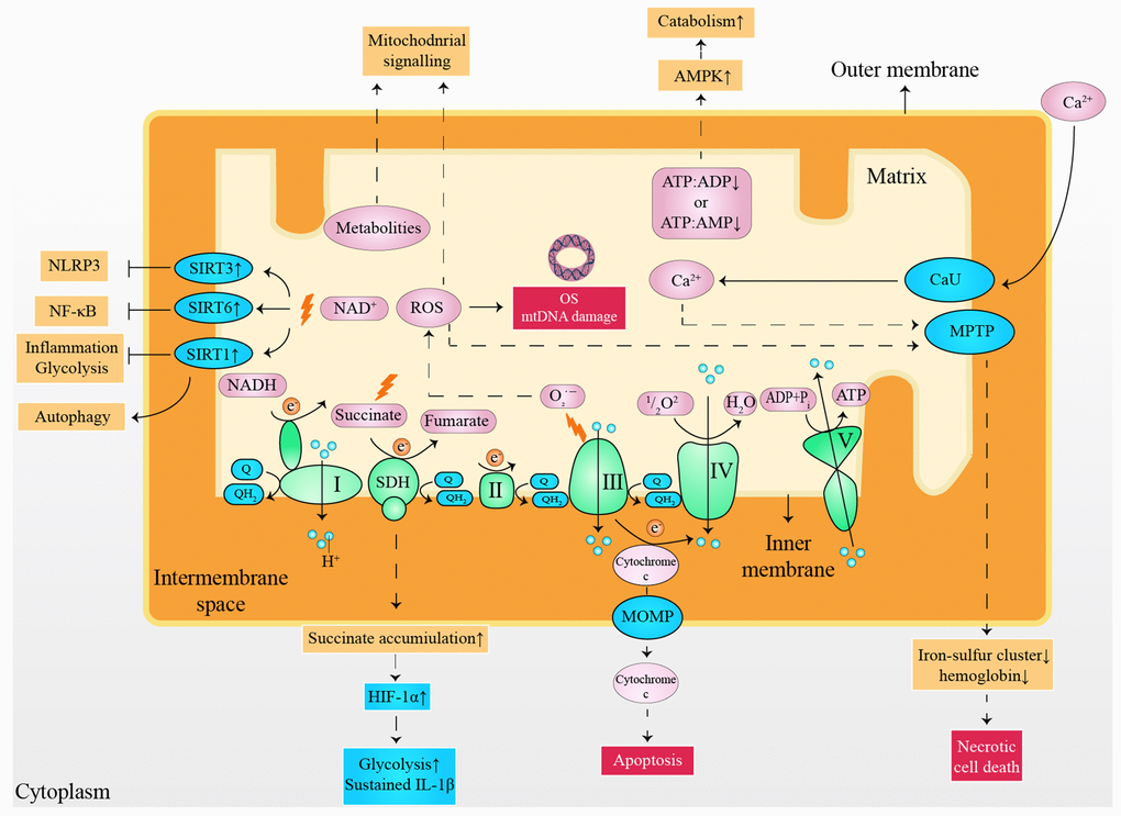 Small molecules arising from the mitochondria served as cellular and systemic signals. ATP: adenosine triphosphate; ADP: adenosine diphosphate; AMP: adenosine monophosphate; AMPK: 5' adenosine monophosphate-activated protein kinase; CaU: calcium uniporter; e-: electron; HIF-1α: hypoxia-inducible factor 1-alpha; IL-1β: interleukin 1 beta; mtDNA: mitochondrial deoxyribonucleic acid; MOMP: mitochondrial outer membrane permeabilization; MPTP: mitochondrial permeability transition pore; NLRP3: nucleotide-binding oligomerization domain-like receptors pyrin domain containing 3; NF-κB: nuclear factor kappa-light-chain-enhancer of activated B cells; NADH: nicotinamide adenine dinucleotide; OS: oxidative stress; Q: ubiquinone; QH2: ubiquinol; ROS: reactive oxygen species; SIRT1: sirtuin1; SIRT3: sirtuin3; SIRT6: sirtuin6; SDH: succinate dehydrogenase.