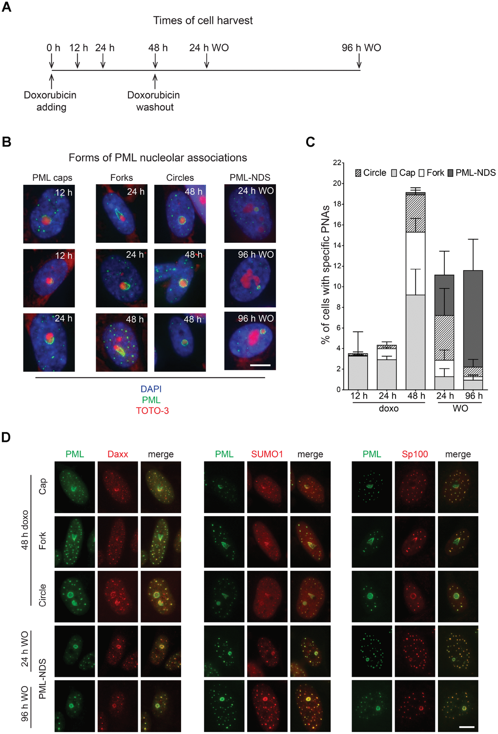 Time-dependent differences in structural forms of PML nucleolar associations induced by doxorubicin. As schematically depicted (A), RPE-1hTERT were treated with 0.75 μM doxorubicin and diverse types of PNAs were quantified by analysis of microscopic images in several time-points as indicated in the scheme. (B) Representative images of structural categories of PNAs obtained by wide-field indirect immunofluorescence microscopy of nuclei immunostained for PML (green). Nuclear and nucleolar compartments were visualized with DAPI (blue) and TOTO-3 (red), respectively. The images were captured with 63×/1.4 objective. Bar, 10 μm. (C) The percentage of cells containing specific structural subtypes of PNAs categorized as 'circles', 'caps', 'forks' and 'PML nucleoli-derived structures' (PML-NDS) was estimated. Over 200 cells in three biological replicates were evaluated for each time-point. Results are presented as a mean ± s.d. (D) Indirect immunofluorescence showing the colocalization of PNAs with proteins of PML nuclear bodies (PML-NBs). PML (green) and PML-NBs proteins (red) are visualized with respective antibodies, the nucleus was stained with DAPI (blue) and the nucleolus with TOTO-3 (cyan). The images were captured with 63×/1.4 objective. Bar, 10 μm.