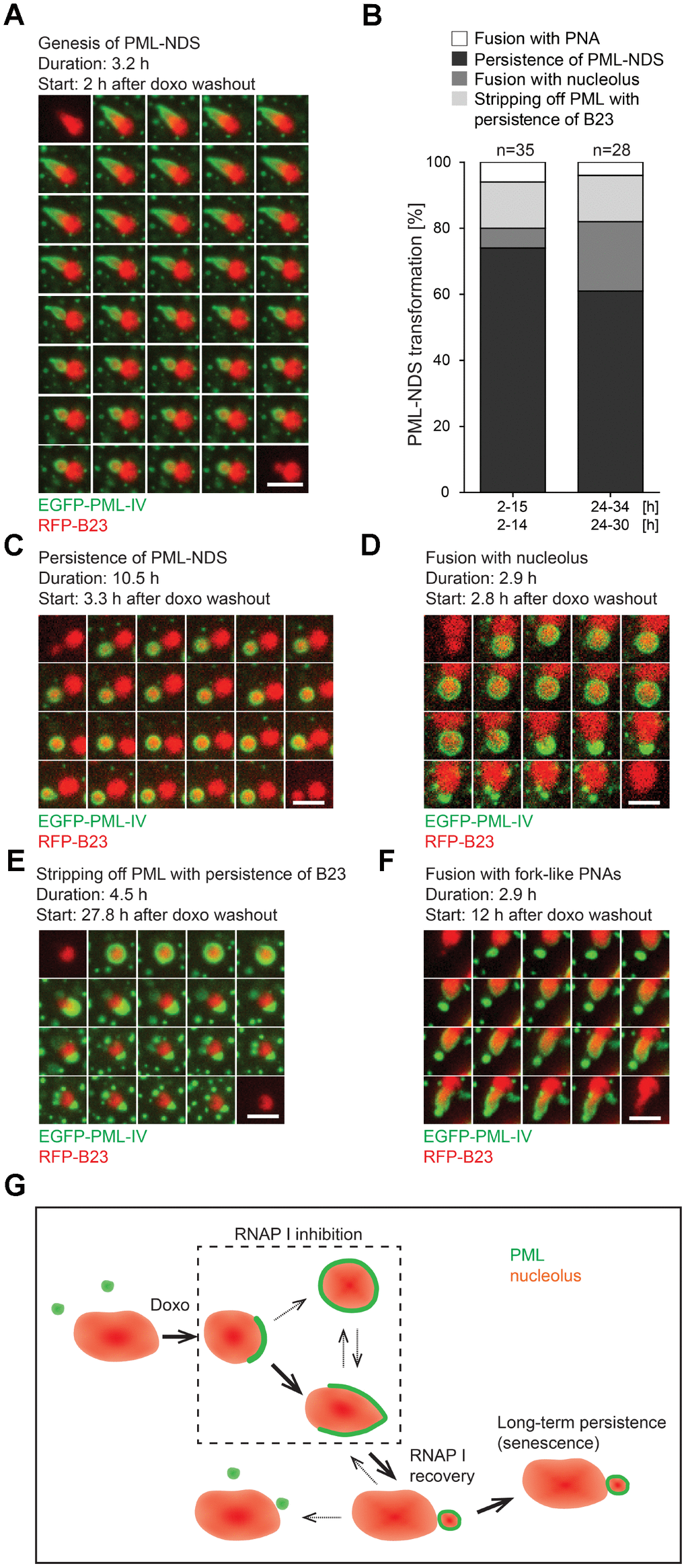 The genesis, stability and fate of PML-NDS. RPE-1hTERT stably expressing EGFP-PML IV (green) and RFP-B23 (red) were treated with 0.75 μM doxorubicin for 48 hours and analyzed by live-cell imaging after doxorubicin washout (up to 34 hours) for the presence of PML-NDS. (A) Series of sequential images mapping the genesis of PML-NDS. (B) Comparison of proportional representation of PML-NDS fates between two time-lapse capturing sessions (experiment I: 2–15 and 24–34 hours; experiment II: 2–14 and 24–30 hours) after drug removal. Four different fates of PML-NDS were monitored: persistence (no change) (C), fusion with nucleolus (D), stripping of PML with B23 persistence (E), and fusion with fork-like PNAs (F). EGFP-PML IV, green; RFP-B23, red; bars, 4 μm. The initiation of capturing and the length of recorded time are given for each type of transition. (G) Schematic representation of PNAs transmutations recorded by time-lapse microscopy. The bold arrows show the main transition pathways observed.