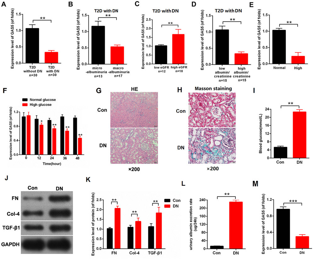 lncRNA GAS5 was downregulated in DN and negatively associated with the severity of DN-related complications. (A) Expression levels of GAS5 was detected by qPCR in T2D with or without DN (n=30); (B) Expression levels of GAS5 was detected by qPCR in DN with microalbuminuria or with macroalbuminuria (microalbuminuria group=13, macroalbuminuria group=17); (C) Based on the average value of eGFR, expression levels of GAS5 were detected in low or high eGFR (low eGFR group=12, high eGFR group=18); (D) Based on the average value of albumin/creatinine, expression levels of GAS5 were detected in low or high albumin/creatinine (low albumin/creatinine=15, high albumin/creatinine=15); (E) Expression levels of GAS5 were detected by qPCR in MCs treated with high glucose and compared with those in MC treated with normal glucose after 36 h treatment; (F) Expression levels of GAS5 were detected by qPCR in MCs treated by high glucose for 0, 4, 8 day; (G) H&E staining results of the DN rat model and negative control. Results indicated that the epithelium cells of tubule were edematous. Glomerular mesangial proliferation is shown in DN (N=8); (H) Blood glucose was detected in the DN rat model and negative control (N=8); (I, J) fibrosis-related proteins (FN, Col-4, and TGF-β) were measured in the DN rat model and negative control (N=8); (K) Urinary albumin excretion rate was measured in the DN rat model and negative control (N=8); (L) Expression level of GAS5 was detected in the DN rat model and negative control (M) The expression level of GAS5 was detected by qPCR in the DN rate model and negative control. Results showed that the expression level of GAS5 was downregulated in the DN rat model (N=8). Three independent experiments were performed. *P P 