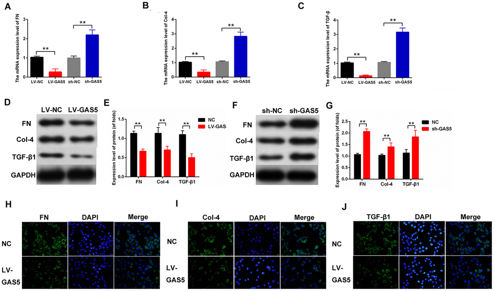 lncRNA GAS5 downregulated the expression level of fibrosis-related proteins in MCs. (A–C) mRNA expression levels of FN (A), Col-4 (B), and TGFβ1 (C) in MCs were measured by qPCR. MCs were transfected with LV-GAS5 or sh-GAS5; (D–G) FN, Col-4, and TGFβ1 expression levels were detected by western blot. MCs were transfected with LV-GAS5 and sh-GAS5; (H–J) immunofluorescence analysis showed that FN, Col-4 and TGFβ1 expression levels were downregulated. MCs were transfected with LV-GAS5. *P P 