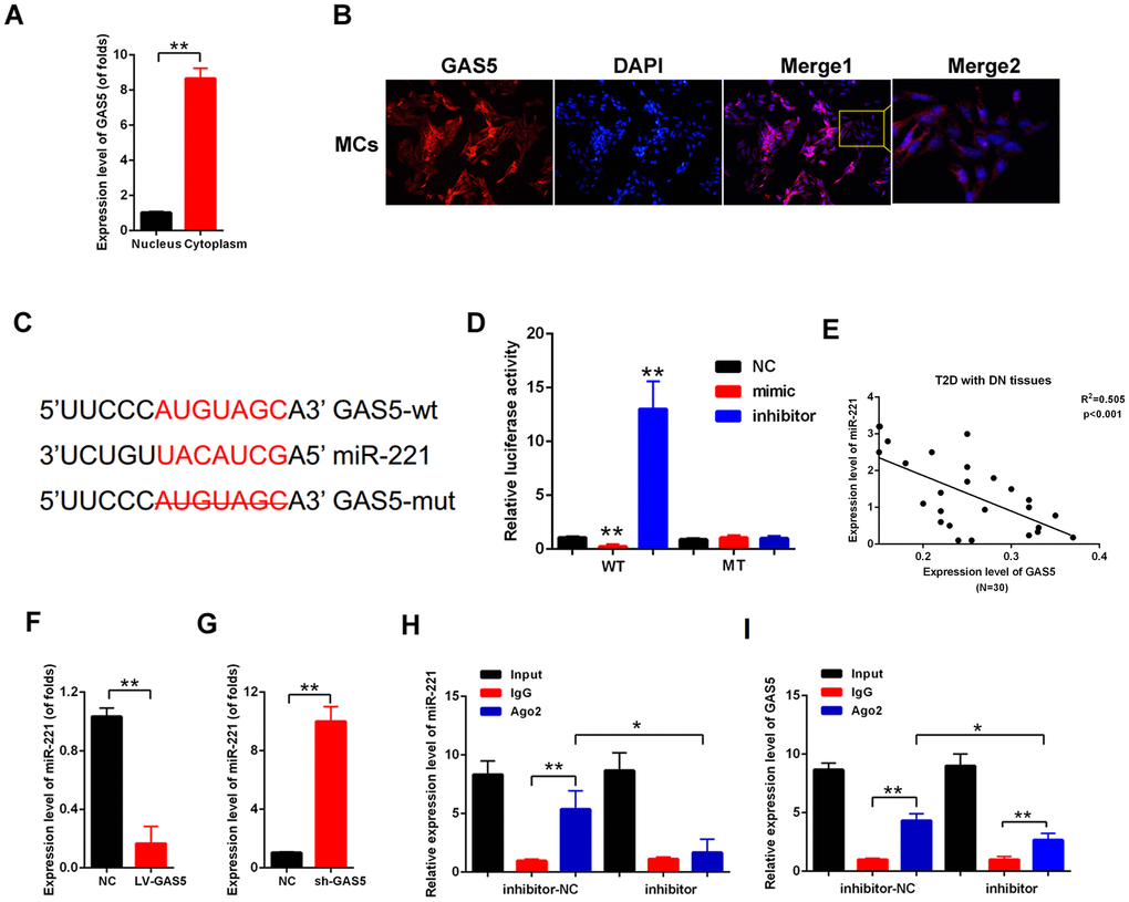 lncRNA GAS5 sponged miR-221 through both directly targeting and Ago2-dependent manner. (A) qPCR results showed that GAS5 expression level in nucleus was higher than that in the cytoplasm; (B) FISH results indicated that GAS5 was chiefly located in the cytoplasm; (C) Direct binding sites between GAS5 and miR-221 were revealed; (D) Binding relationship between GAS5 and miR-221 was detected by luciferase reporter assay with wild or mutant type of luciferase reporter plasmids of GAS5; (E) There is negative correlation between lncRNA GAS5 and miR-221 in T2D with DN tissues (N=30). (F, G) miR-221 expression was detected by qPCR. MCs were transfected with LV-GAS5 and sh-GAS5; (H, I) RIP assay was performed, which used input from cell lysate, IgG, or anti-Ago2. The expression levels of GAS5 and miR-221 were measured by qPCR.